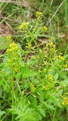 Rorippa palustris