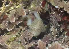 Enchiridium punctatum