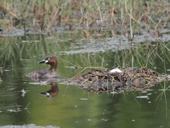 Tachybaptus ruficollis