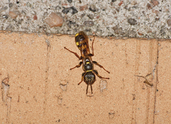 Mellinus arvensis