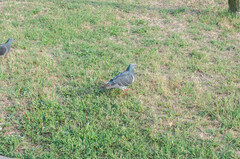 Columba livia domestica