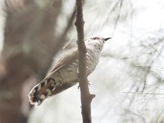 Chrysococcyx minutillus