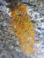 Xanthomendoza weberi