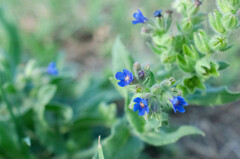 Anchusa officinalis