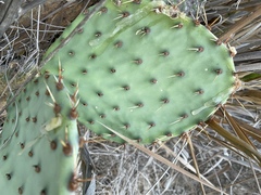Opuntia