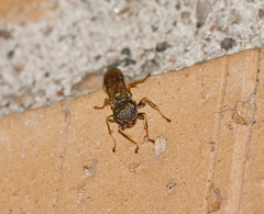 Mellinus arvensis