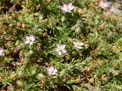 Spergularia rubra