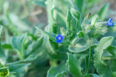 Anchusa officinalis