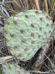 Opuntia