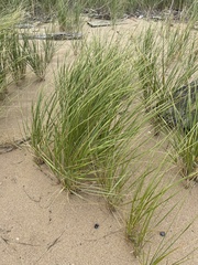 Ammophila breviligulata