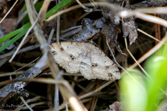 Melanolophia signataria