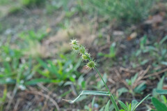 Cenchrus spinifex