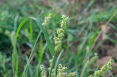 Cenchrus spinifex