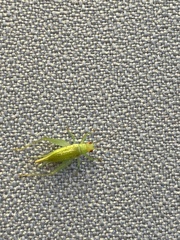 Cyrtoxipha columbiana