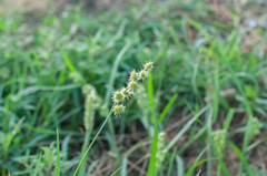 Cenchrus spinifex