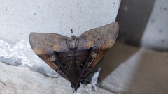 Ischyja manlia