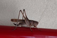 Platycleis intermedia