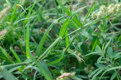 Cenchrus spinifex
