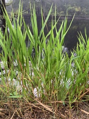 Panicum hemitomon