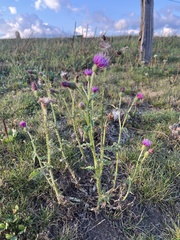 Carduus crispus