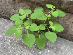 Solanum sarrachoides