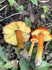 Hygrocybe conica