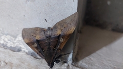 Ischyja manlia