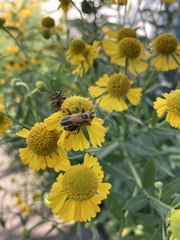 Chauliognathus pensylvanicus