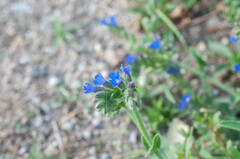 Anchusa officinalis