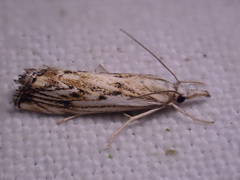 Catoptria