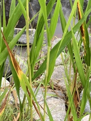Panicum hemitomon