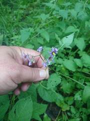 Solanum dulcamara