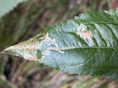 Liriomyza carphephori