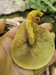 Pholiota squarrosa