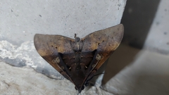 Ischyja manlia