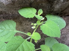 Solanum sarrachoides