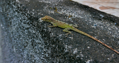 Anolis marmoratus
