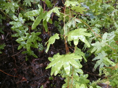 Lygodium palmatum