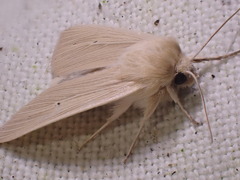 Mythimna