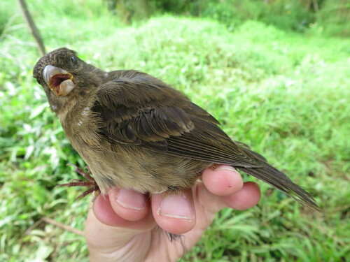 Principe Seedeater (Crithagra rufobrunnea), photo 9