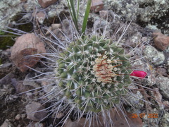 Mammillaria karwinskiana nejapensis