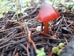 Hygrocybe cuspidata