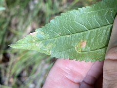 Liriomyza carphephori
