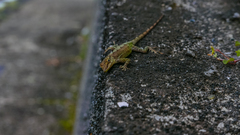 Anolis marmoratus