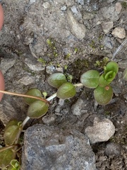 Epilobium brunnescens