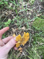 Cantharellus flavus