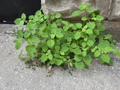 Solanum sarrachoides
