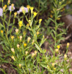 Doellingeria breweri