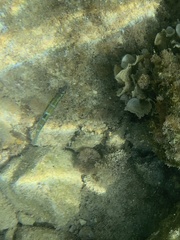 Thalassoma pavo