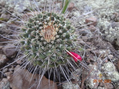 Mammillaria karwinskiana nejapensis